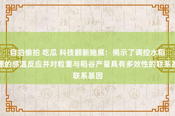 自拍偷拍 吃瓜 科技翻新施展：揭示了调控水稻抽穗的感温反应并对粒重与稻谷产量具有多效性的联系基因